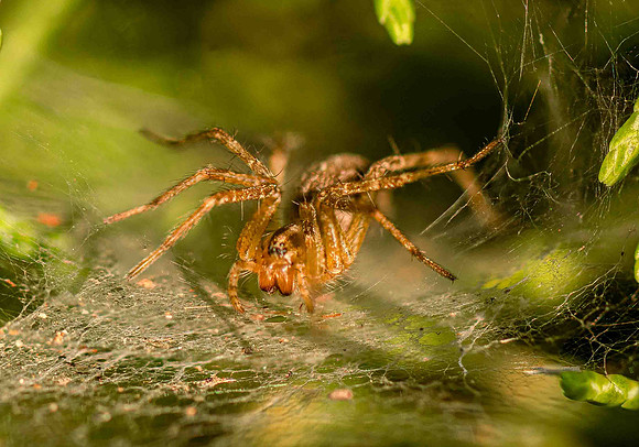GrassSpider