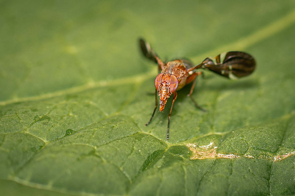 Picture-Winged fly