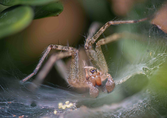 Funnel Web Spider