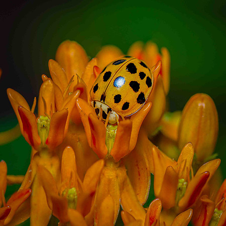 AsianLady Beetle