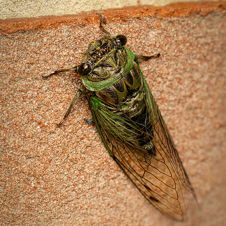 Cicada2