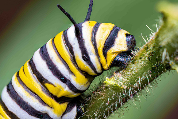 Monarch caterpillar