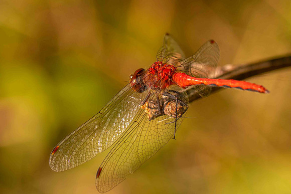 MeadowHawk2