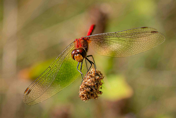 MeadowHawk3