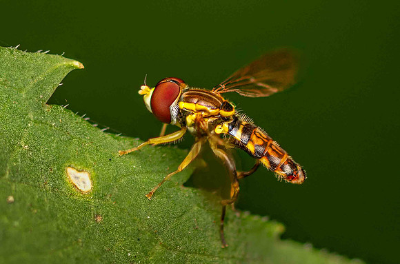 Hoverfly