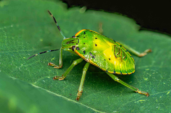 Green Stink-Bug