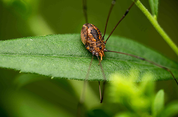 Daddy Longleg
