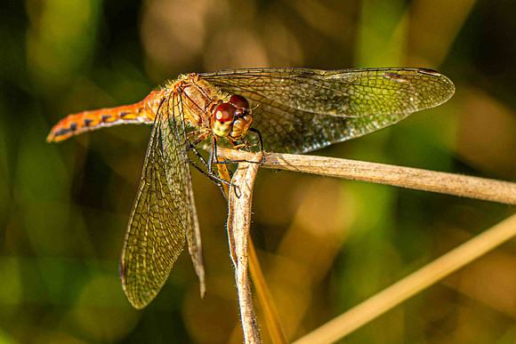 MeadowHawk4
