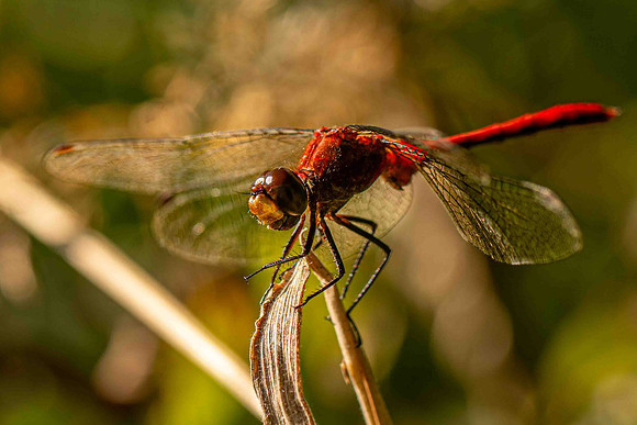 MeadowHawk Dragonfly