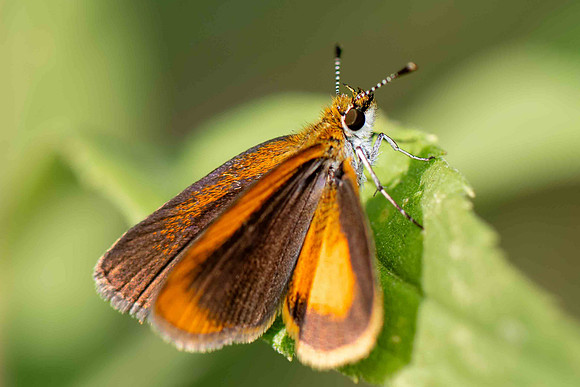 Skipper Butterfly
