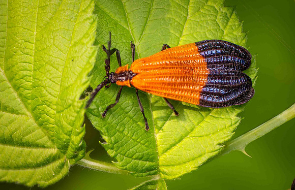 Netwingbeetle