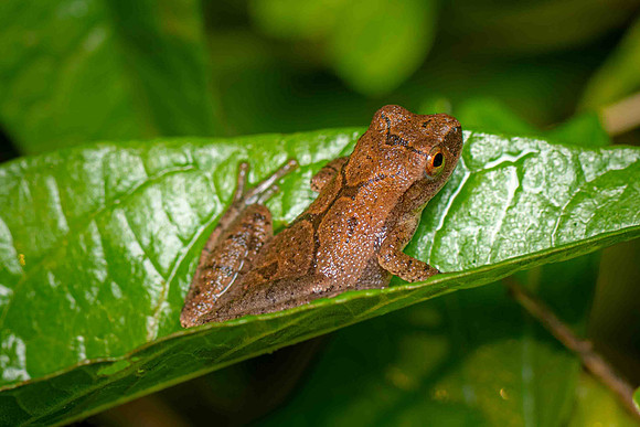 Spring Peeper