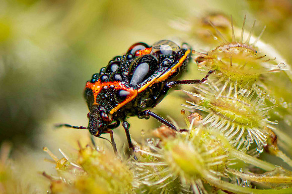 StinkBug