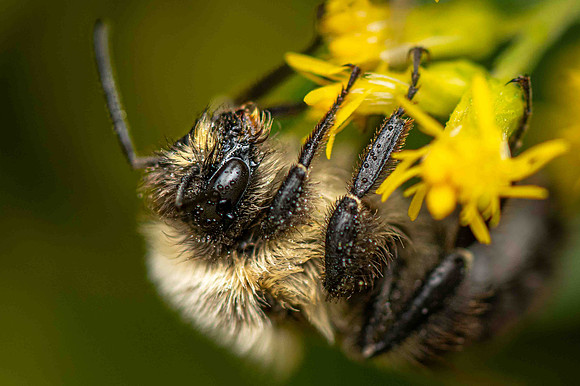 Bumblebee-a