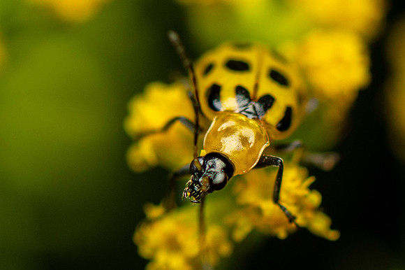 Cucumber-beetle