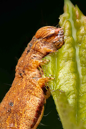Mottled Umber CaterpillarMoth
