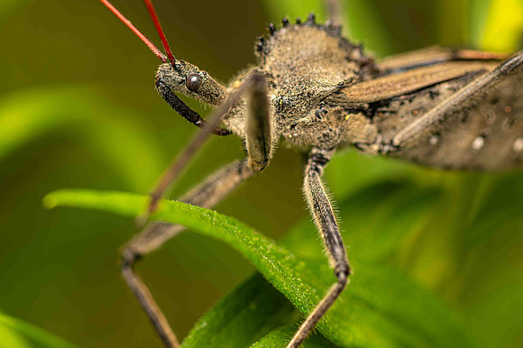 Wheel-Bug2