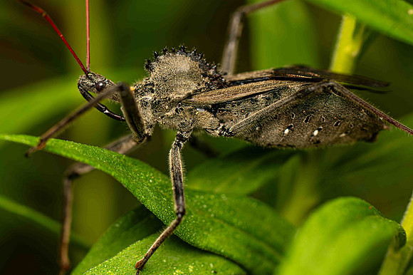 Wheel-Bug