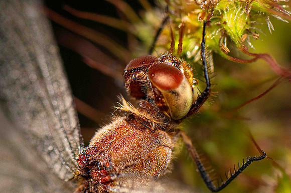 Common Darter2