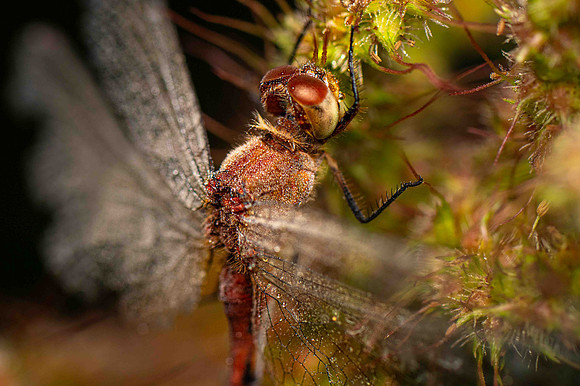 Common-Darter3