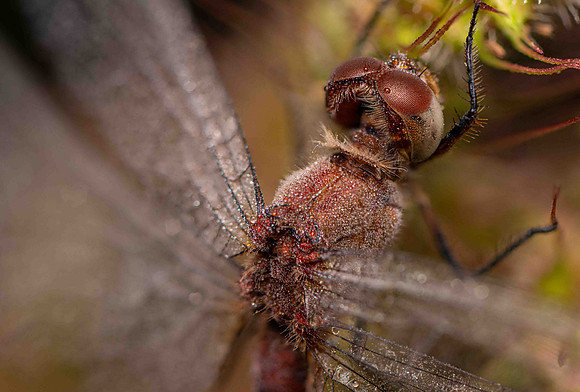 Common-Darter4