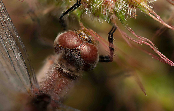 Common-Darter5