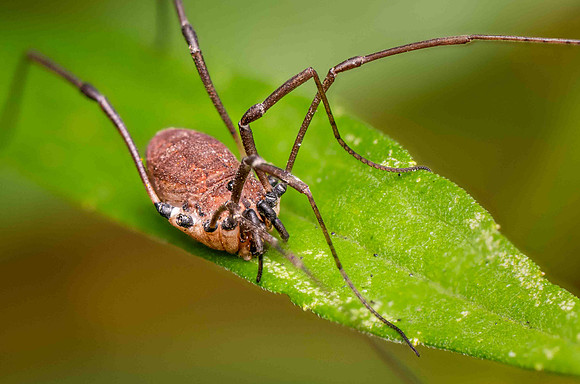Longlegs-