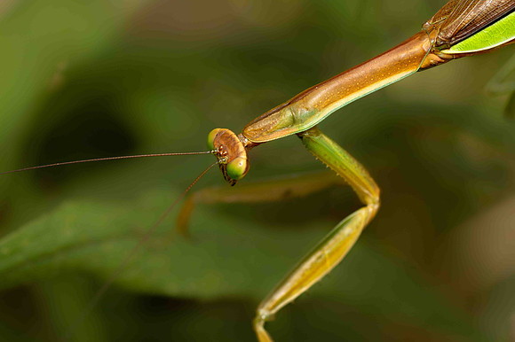 PrayingMantis2