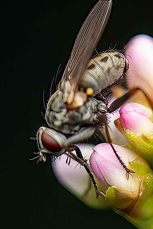 Tigerfly_crop