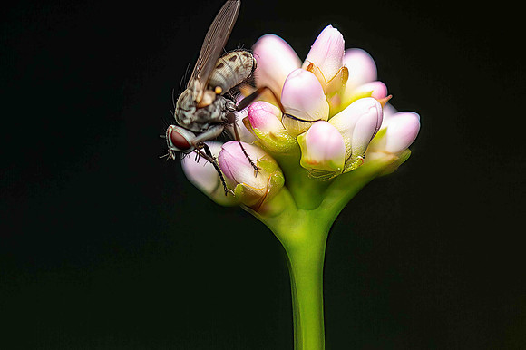 TigerFly