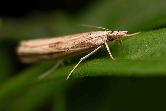 GrassMoth-2P-