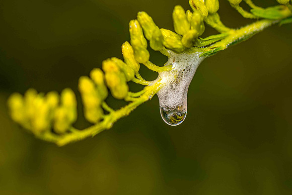 Spittlebug-2P