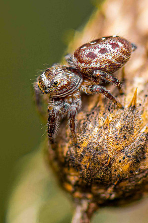 Peppered Jumping-Spider