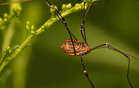 Longleg2-12p