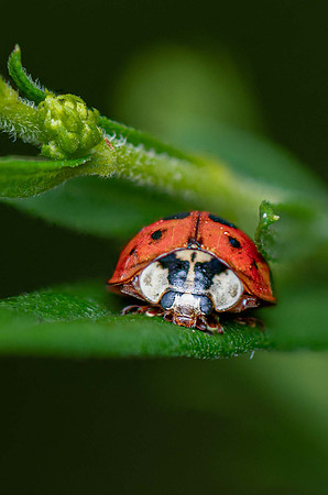 LadyBug-4p