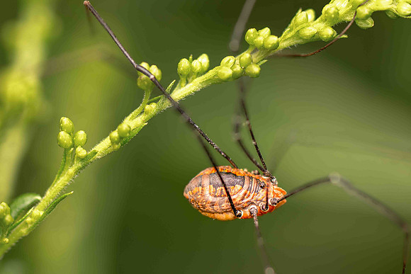 Longleg-4p