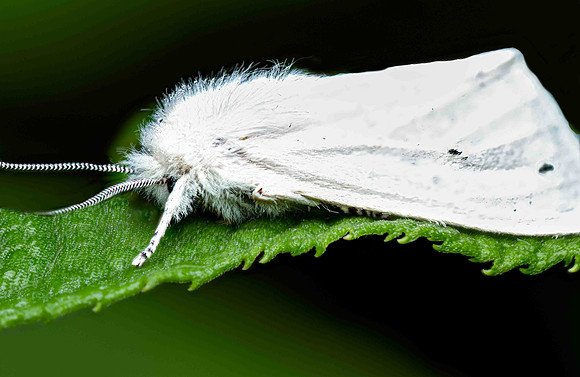 TigerMoth-10P