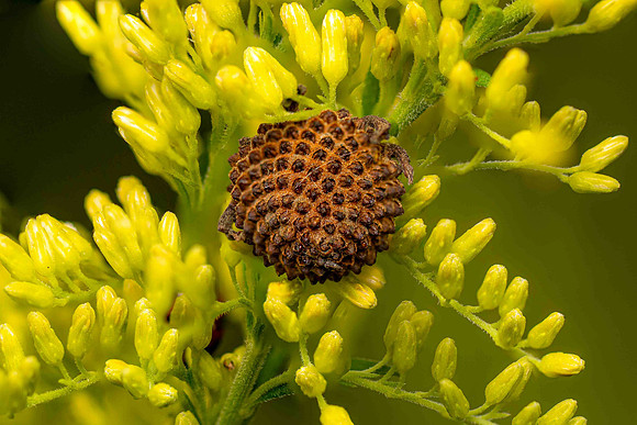 Ragweed-12P