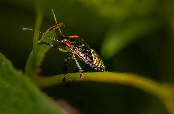 Green Stinkbug nymph-4p-