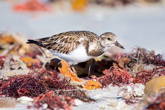 Sanderling