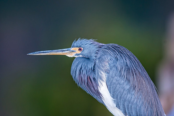 Little Blue Heron-5