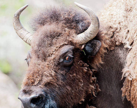 Buffalo
