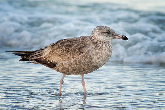 Ring-billed Gull