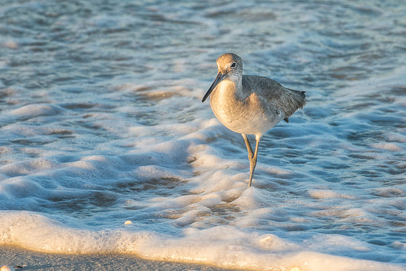 Willet-2