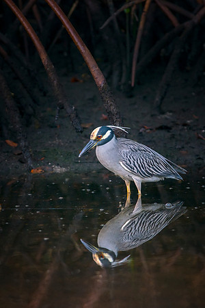 Yellow-Crowned Night Heron
