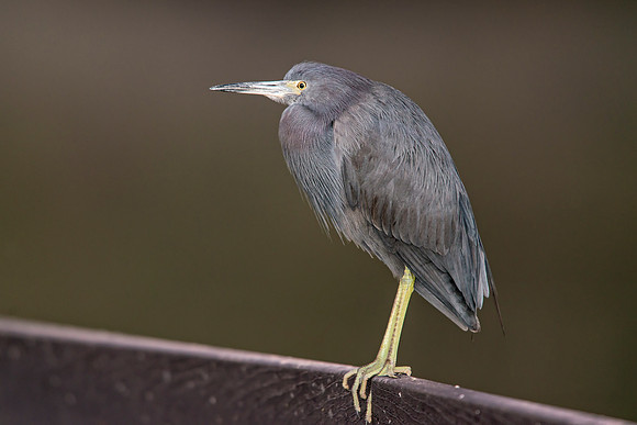 Little Blue Heron-4