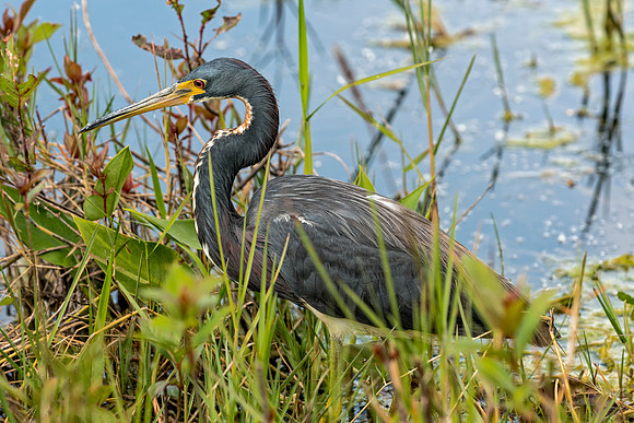 Tri-color Heron