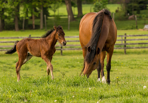 Spring Foal