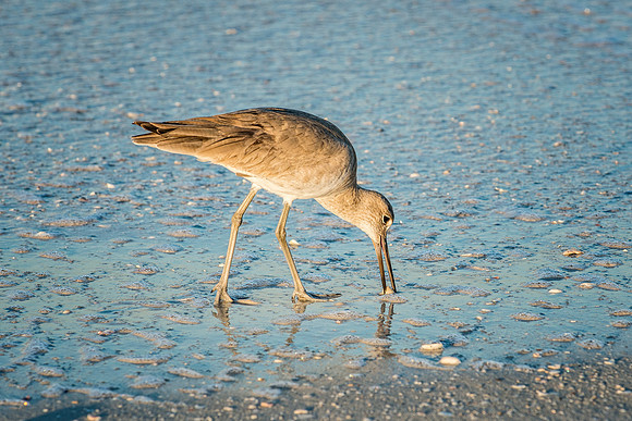 Willet-3