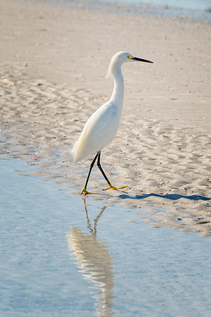 Snowy Egret-2